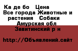 Ка де бо › Цена ­ 25 000 - Все города Животные и растения » Собаки   . Амурская обл.,Завитинский р-н